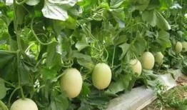 甜瓜最新爆料下载,揭秘娱乐圈幕后真相